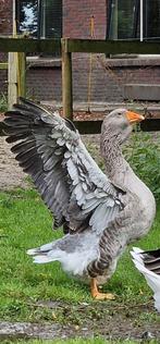 Heel mooi koppel van de Toulouse Dewlap ganzen, Dieren en Toebehoren, Pluimvee, Meerdere dieren, Gans of Zwaan