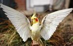Opgezette latino valkparkiet vogel gespreide vleugels, Verzamelen, Dierenverzamelingen, Ophalen of Verzenden, Nieuw, Vogel, Opgezet dier
