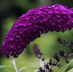 Vlinderstruik, zaailing, donkerpaarse bloemen, Ophalen, Vlinderstruik, Struik, 100 tot 250 cm