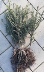 Fijnspar / Kerstboom/ 70-80 cm / blote wortel, Ophalen of Verzenden, Bloeit niet, Overige soorten, Minder dan 100 cm