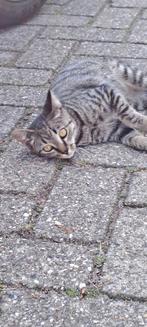 Kitten 4,5 maand €70, Dieren en Toebehoren, Katten en Kittens | Overige Katten, Poes