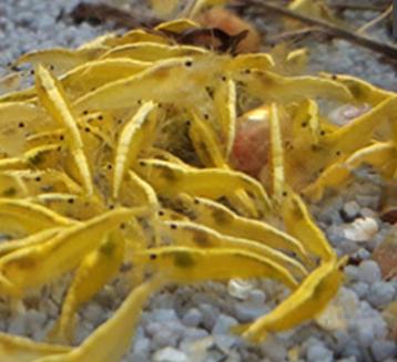 Gele garnalen kraanwater 30 stuks €40 eventueel verzenden  beschikbaar voor biedingen