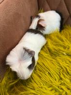 Cavia baby beertje en baby zeugje., Dieren en Toebehoren, Knaagdieren, Cavia, December, Meerdere dieren, Tam