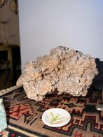 Woeststijnroos, Ophalen of Verzenden, Overige typen