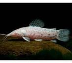albino kwi kwi, hoplosternum thorocatum 6-7 cm, Vis, Zoetwatervis, Schoolvis