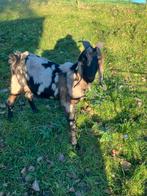 Nubische bok, Dieren en Toebehoren, Schapen, Geiten en Varkens, Mannelijk, Geit