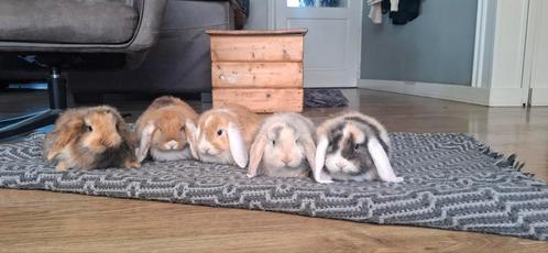 Raszuivere Franse hangoor konijntjes, Dieren en Toebehoren, Konijnen, Groot, Meerdere dieren, 0 tot 2 jaar, Hangoor