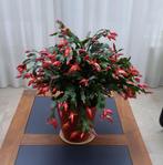 Lidcactus in pot, Ophalen, Overige soorten, Halfschaduw, In pot