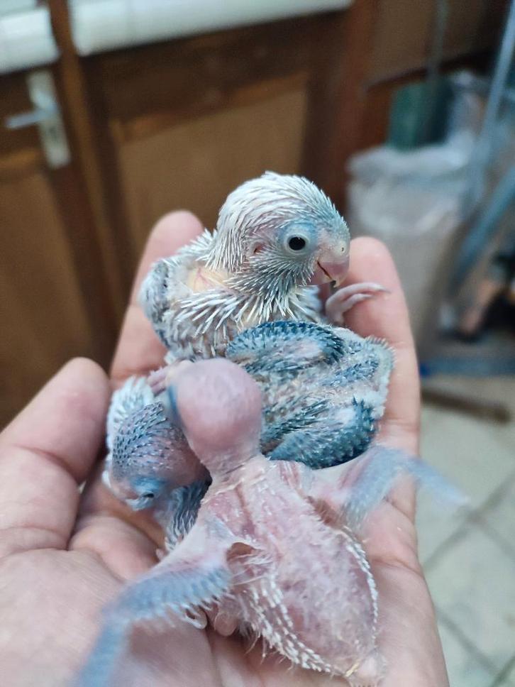 Tamme forpussen (nog niet uitgevlogen), Dieren en Toebehoren, Vogels | Parkieten en Papegaaien, Dwergpapegaai of Agapornis, Meerdere dieren