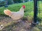 Leghorn hen, Dieren en Toebehoren, Vrouwelijk, Kip