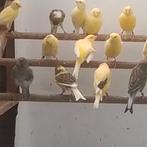 Kanaries, Dieren en Toebehoren, Vogels | Kanaries, Mannelijk, Kleurkanarie