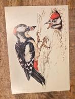 Grote bonte specht - Ko van den Broecke, Verzenden, Ongelopen, Overige thema's