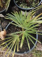Trachycarpus Wagnerianus x princeps, Overige soorten, Volle zon, Vaste plant, Ophalen of Verzenden