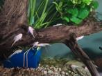 Ancistrus Snowwhite te koop, Vis