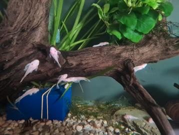 Ancistrus Snowwhite te koop  beschikbaar voor biedingen