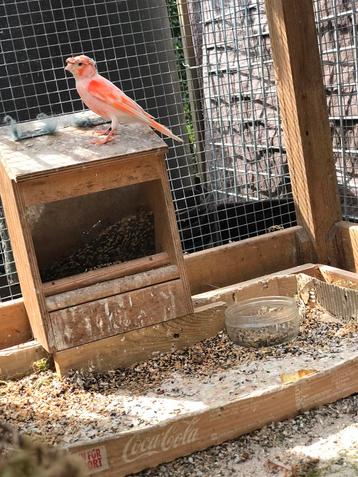 Harlekijn zangkanarie met pet beschikbaar voor biedingen