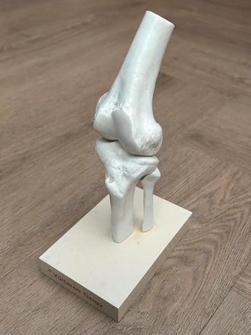 Anatomisch knie model – educatief en decoratief beschikbaar voor biedingen