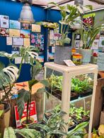 Philodendron Green Congo Variegata p8 (1), Ophalen of Verzenden, Halfschaduw, Minder dan 100 cm