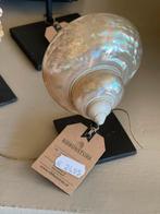 Marmoratus turboschelp op zwarte standaard, Ribbonstore, Verzenden, Nieuw, Ribbonstore@gmail.com