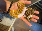 Gehele ballpython collectie, Slang, 0 tot 2 jaar
