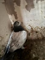 Meerdere deze duiven, Dieren en Toebehoren, Vogels | Duiven, Meerdere dieren, Overige soorten