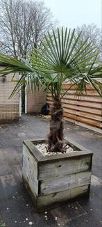 Gratis, mooie Palmboom in bak, Tuin en Terras, Bloeit niet, 100 tot 250 cm, Palmboom, Ophalen