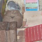 Gevraagd: hamster as huisgenoot, huisdier, Dieren en Toebehoren, Knaagdieren, Januari, Geslacht onbekend, Hamster