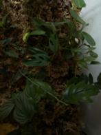 2 aqua met speciale stekken/planten, Huis en Inrichting, Kamerplanten, Ophalen, Halfschaduw, Minder dan 100 cm