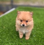 Te koop mooie kleine Dwergkees pups (pomeriaan), Nederland, CDV (hondenziekte), 8 tot 15 weken, Meerdere