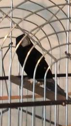 2 twa twa mannetjes, Ophalen of Verzenden, Zo goed als nieuw, Metaal, Vogelkooi