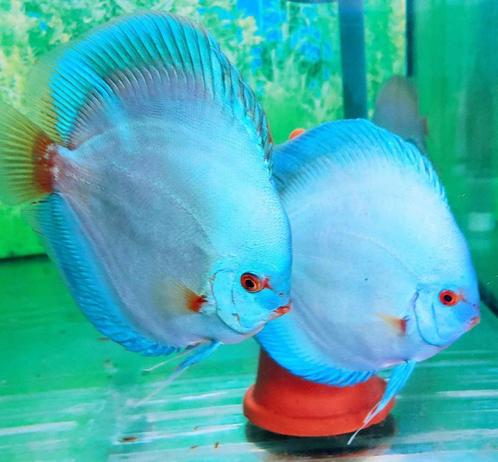 Discus Blue Sapphire ca 6 cm - siner - Koidream Valburg, Dieren en Toebehoren, Vissen | Aquariumvissen, Zoetwatervis, Vis
