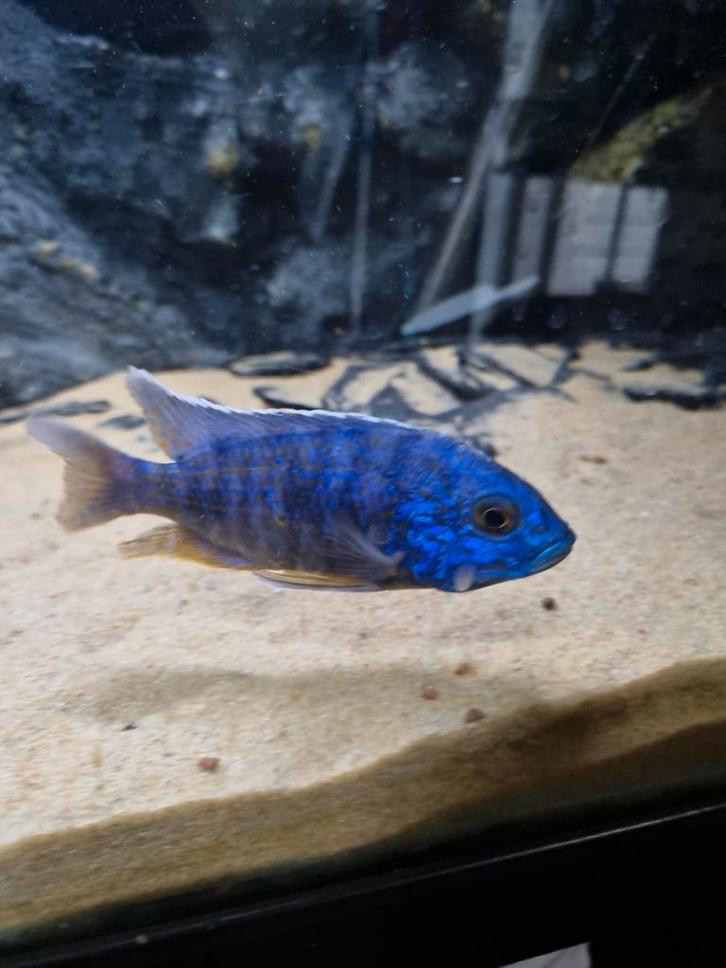 Malawi cichliden bestand, Dieren en Toebehoren, Vissen | Aquariumvissen, Vis
