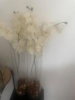 Kunst Orchideeën in Glazen Vazen, Huis en Inrichting, Ophalen of Verzenden, Zo goed als nieuw, Binnen