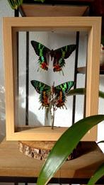Opgezette vlinders, schilderij. Monarch- en Uraniavlinders, Huis en Inrichting, Woonaccessoires | Schilderijen, Tekeningen en Foto's