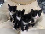 Kittens, Dieren en Toebehoren, Katten en Kittens | Raskatten | Korthaar, Poes