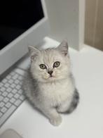 Britse korthaar kitten - katertje 2, Kater, Ontwormd, 0 tot 2 jaar