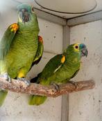 Koppel blauwvoorhoofd amazone, Dieren en Toebehoren, Vogels | Parkieten en Papegaaien, Meerdere dieren, Papegaai, Geringd