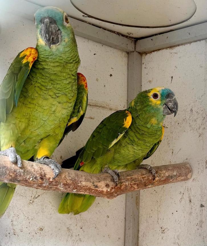 Koppel blauwvoorhoofd amazone, Dieren en Toebehoren, Vogels | Parkieten en Papegaaien, Papegaai, Meerdere dieren, Geringd