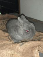 DWERGKONIJN BLAUWE KLEURDWERG , RASZUIVER., Dieren en Toebehoren, Konijnen, Mannelijk, Dwerg