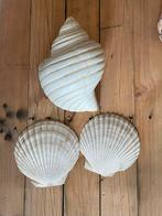 Schelpen, Tuin en Terras, Tuinwanddecoratie, Ophalen, Zo goed als nieuw