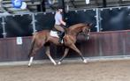 Super lieve brave allrounder 8jr, Merrie, B, 7 tot 10 jaar, 160 tot 165 cm