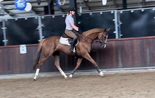 Super lieve brave allrounder 8jr, Dieren en Toebehoren, Paarden, Merrie, B, 160 tot 165 cm, 7 tot 10 jaar, Recreatiepaard