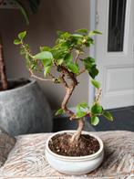 Bougainvillea bonsai, Tuin en Terras, Halfschaduw, Minder dan 100 cm, Zomer, Overige soorten