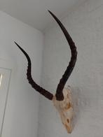Schedel hoorns Impala Zuid Afrika 65*41, Verzamelen, Dierenverzamelingen, Ophalen of Verzenden, Gebruikt, Schedel
