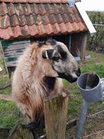 Maasduin ram.  ruischapen. Haar schapen zwoegervrij, Dieren en Toebehoren, Schapen, Geiten en Varkens, Schaap, Mannelijk, 0 tot 2 jaar