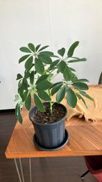 Mooie vingerplant te koop!, Huis en Inrichting, Ophalen, Minder dan 100 cm