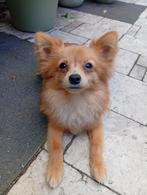 Pomchi reu, Dieren en Toebehoren, Honden | Chihuahua's en Gezelschapshonden, 15 weken tot 1 jaar, CDV (hondenziekte), Eén hond
