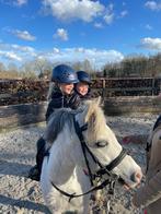 Liefste bixie A pony te koop