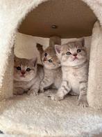 BKH kittens, Dieren en Toebehoren, Katten en Kittens | Raskatten | Korthaar