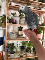 Grijze roodstaartpapegaai, Mannelijk, Papegaai, Pratend